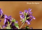 <i>Verbena hirta</i> Spreng.  [Verbenaceae]