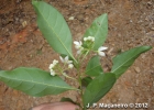 <i>Solanum pseudoquina</i> A. St.-Hill. [Solanaceae]