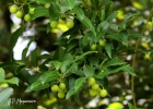 <i>Solanum pseudoquina</i> A. St.-Hill. [Solanaceae]