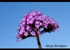 <i>Verbena bonariensis</i> L. [Verbenaceae]