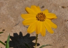 <i>Aspilia montevidensis</i> (Spreng.) Kuntze [Asteraceae]