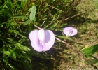 <i>Centrosema virginianum</i> (L.) Benth. [Fabaceae]