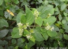 <i>Lippia lippioides</i> (Cham.) Rusby [Verbenaceae]
