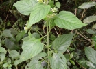 <i>Lippia lippioides</i> (Cham.) Rusby [Verbenaceae]