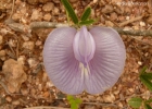 <i>Centrosema virginianum</i> (L.) Benth. [Fabaceae]