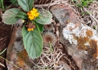 <i>Lippia coarctata</i> Tronc. [Verbenaceae]