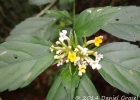 <i>Lippia brasiliensis</i> (Link) T.R.S.Silva [Verbenaceae]