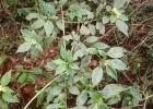 <i>Lippia brasiliensis</i> (Link) T.R.S.Silva [Verbenaceae]