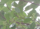 <i>Sloanea monosperma</i> Vell. [Elaeocarpaceae]