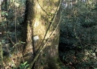 <i>Sloanea monosperma</i> Vell. [Elaeocarpaceae]