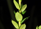 <i>Aloysia polygalifolia</i> Cham. [Verbenaceae]