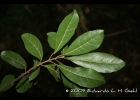 <i>Sloanea monosperma</i> Vell. [Elaeocarpaceae]