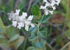 <i>Aloysia chamaedryfolia</i> Cham. [Verbenaceae]