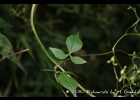 <i>Valeriana scandens</i> L. [Valerianaceae]