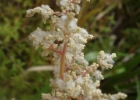 <i>Valeriana salicariifolia</i> Vahl [Valerianaceae]