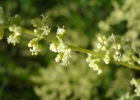 <i>Valeriana salicariifolia</i> Vahl [Valerianaceae]
