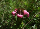 <i>Mutisia speciosa</i> Aiton ex Hook.  [Asteraceae]