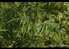 <i>Valeriana polystachya</i> Sm. [Valerianaceae]