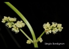 <i>Valeriana eichleriana</i> (C.A.Müll.) Graebn. [Valerianaceae]