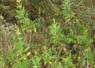 <i>Valeriana chamaedryfolia</i> Cham. & Schltdl. [Valerianaceae]