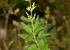 <i>Valeriana chamaedryfolia</i> Cham. & Schltdl. [Valerianaceae]