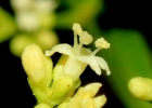 <i>Valeriana catharinensis</i> Graebn. [Valerianaceae]