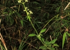 <i>Valeriana catharinensis</i> Graebn. [Valerianaceae]
