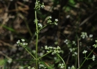 <i>Valeriana bornmuelleri</i> Pilg. [Valerianaceae]