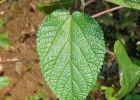<i>Urera aurantiaca</i> Wedd. [Urticaceae]