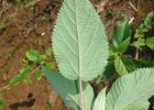 <i>Urera aurantiaca</i> Wedd. [Urticaceae]
