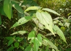 <i>Phenax uliginosus</i> Wedd. [Urticaceae]