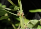 <i>Parietaria debilis</i> G.Forst. [Urticaceae]