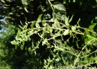 <i>Parietaria debilis</i> G.Forst. [Urticaceae]