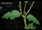 <i>Boehmeria cylindrica</i> (L.) Sw. [Urticaceae]
