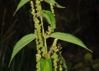 <i>Boehmeria cylindrica</i> (L.) Sw. [Urticaceae]