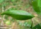 <i>Schaefferia argentinensis</i> Speg. [Celastraceae]