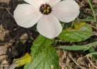 <i>Piriqueta taubatensis</i> (Urb.) Arbo [Passifloraceae]