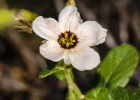 <i>Piriqueta taubatensis</i> (Urb.) Arbo [Passifloraceae]