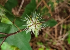 <i>Passiflora misera</i> Kunth [Passifloraceae]
