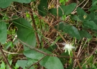 <i>Passiflora misera</i> Kunth [Passifloraceae]