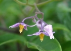 <i>Solanum pelagicum</i> Bohs [Solanaceae]