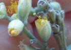 <i>Bastardiopsis densiflora</i> (Hook. & Arn.) Hassl. [Malvaceae]