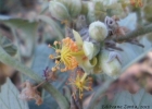 <i>Bastardiopsis densiflora</i> (Hook. & Arn.) Hassl. [Malvaceae]