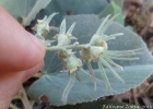 <i>Bastardiopsis densiflora</i> (Hook. & Arn.) Hassl. [Malvaceae]