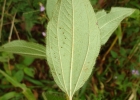 <i>Tibouchina cerastifolia</i> (Naud.) Cogn. [Melastomataceae]