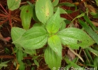 <i>Tibouchina cerastifolia</i> (Naud.) Cogn. [Melastomataceae]
