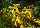 <i>Vochysia magnifica</i> Warm. [Vochysiaceae]
