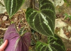 <i>Dioscorea dodecaneura</i> Vell. [Dioscoreaceae]