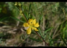 <i>Heimia salicifolia</i> Link [Lythraceae]