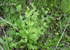 <i>Hypericum mutilum</i> L. [Hypericaceae]